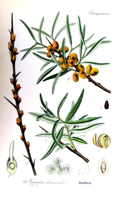 Sanddorn Beeren bio